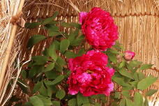 184066_1.jpg  : 186 KB