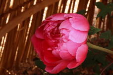 184066_2.jpg  : 101 KB