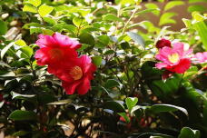 184088_1.jpg  : 166 KB