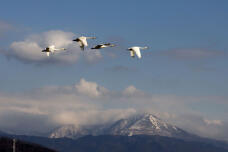 184116_2.jpg  : 26 KB