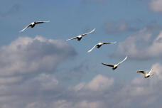 184116_3.jpg  : 25 KB