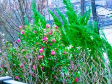 184126_2.jpg  : 233 KB