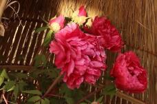 184129_1.jpg  : 111 KB