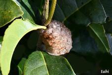 184130_6.jpg  : 59 KB