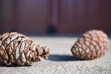 184185_1.jpg  : 113 KB