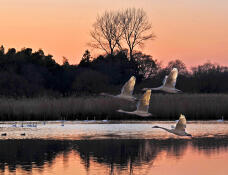 184203_1.jpg  : 377 KB