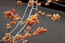 184222_1.jpg  : 68 KB