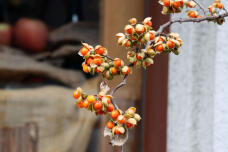 184222_2.jpg  : 55 KB