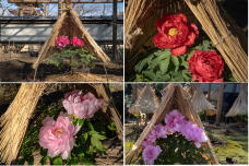 184273_1.jpg  : 676 KB