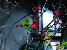 184290_1.jpg  : 75 KB