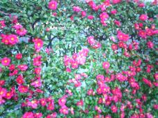 184295_1.jpg  : 130 KB