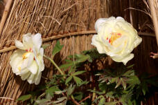 184303_2.jpg  : 92 KB