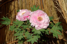 184303_3.jpg  : 83 KB