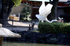 184338_1.jpg  : 52 KB