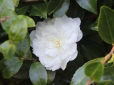 184339_1.jpg  : 24 KB