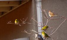 184371_1.jpg  : 84 KB