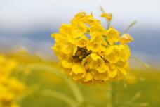 184381_2.jpg  : 113 KB