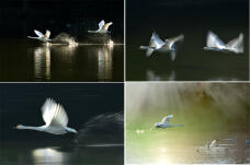 184386_1.jpg  : 348 KB