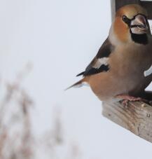 184426_3.jpg  : 87 KB