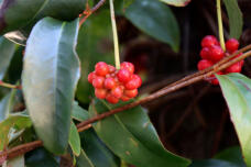 184494_1.jpg  : 53 KB