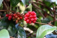 184494_2.jpg  : 61 KB