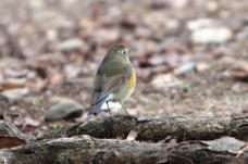 184512_2.jpg  : 62 KB