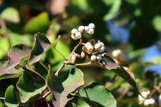 184524_1.jpg  : 72 KB