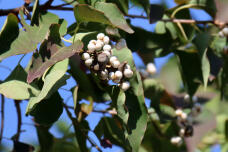 184524_3.jpg  : 72 KB