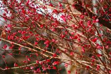 184545_1.jpg  : 89 KB