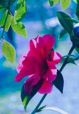 184550_1.jpg  : 57 KB