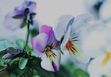 184569_1.jpg  : 48 KB