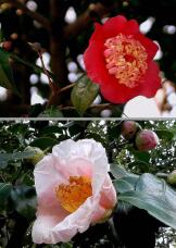 184582_1.jpg  : 92 KB