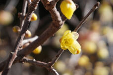 184600_1.jpg  : 106 KB