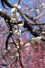 184619_1.jpg  : 193 KB