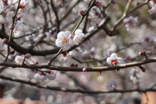 184637_1.jpg  : 154 KB