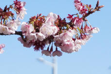 184676_1.jpg  : 155 KB