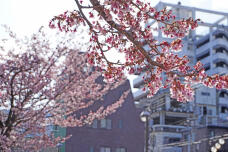 184690_1.jpg  : 260 KB