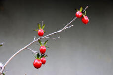 184704_3.jpg  : 27 KB