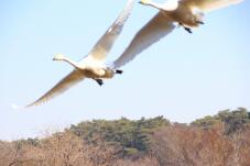 184732_2.jpg  : 89 KB