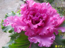 184766_1.jpg  : 54 KB