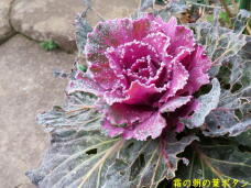 184766_2.jpg  : 81 KB