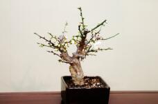 184796_2.jpg  : 161 KB