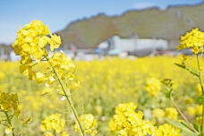 184828_1.jpg  : 149 KB