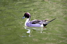 184830_1.jpg  : 63 KB