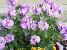 184844_2.jpg  : 64 KB