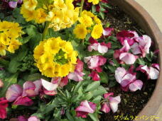 184844_3.jpg  : 76 KB