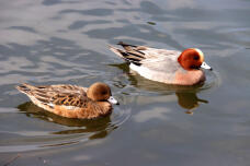 184849_3.jpg  : 49 KB