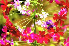 184856_1.jpg  : 99 KB