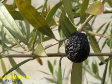 184862_3.jpg  : 52 KB