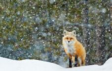 184867_1.jpg  : 138 KB